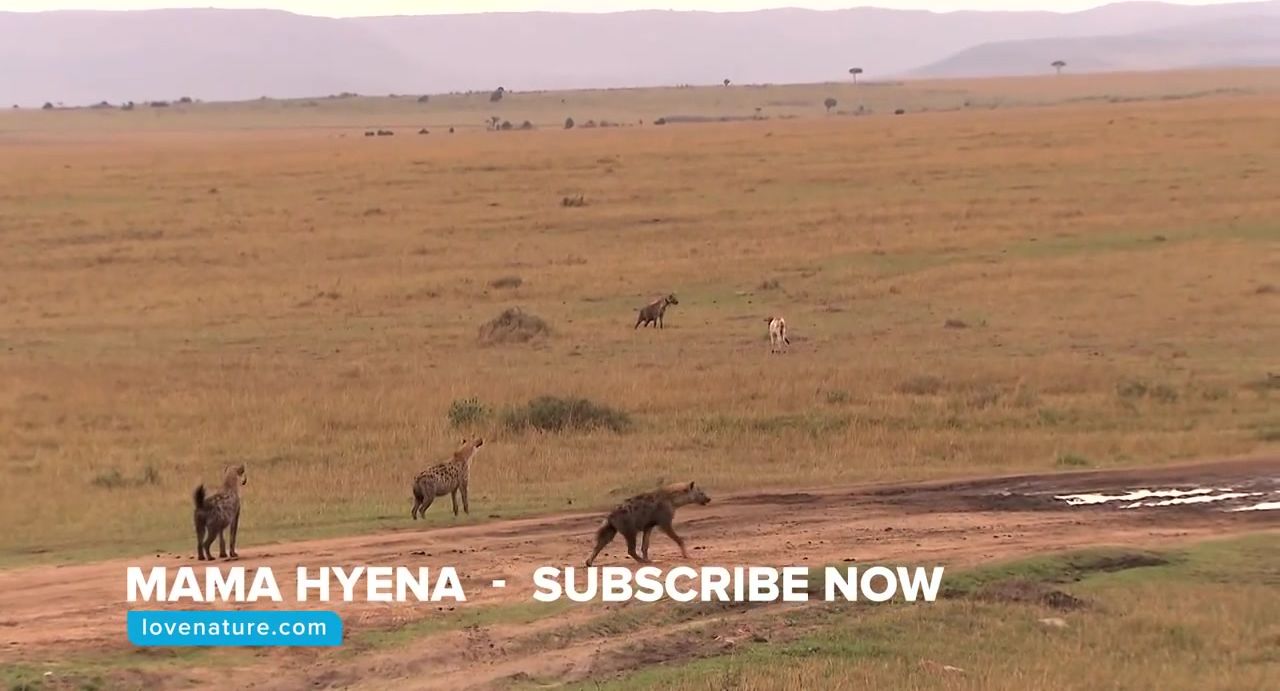 Hyenas vs Cow - Animal Attacks - Love Nature