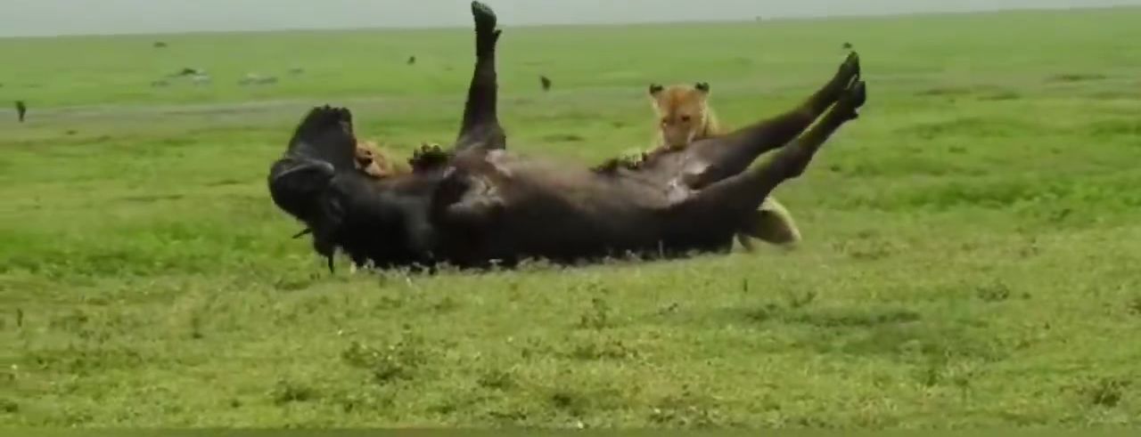 Male lion shows lioness how to hunt a buffalo