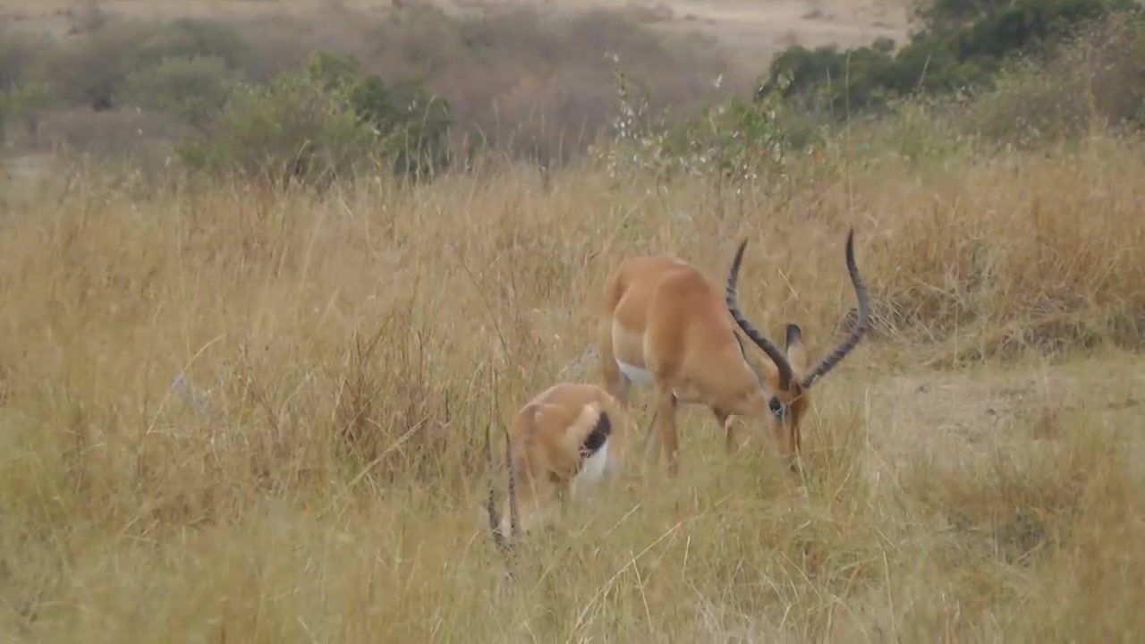 MUST SEE! Leopard Hunts Gazelle on Safari Tour, Masai Mara, Kenya, Africa. Full animal hunt.