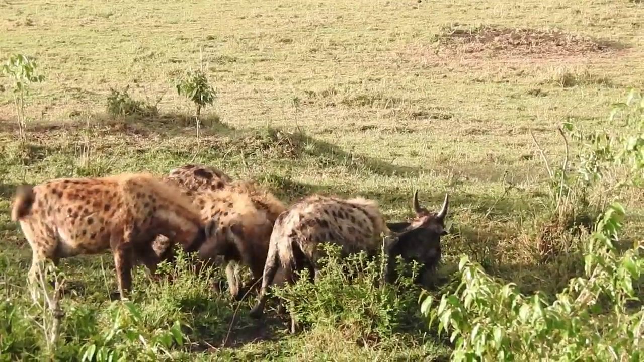 Spotted hyenas hunting a young wildebeest